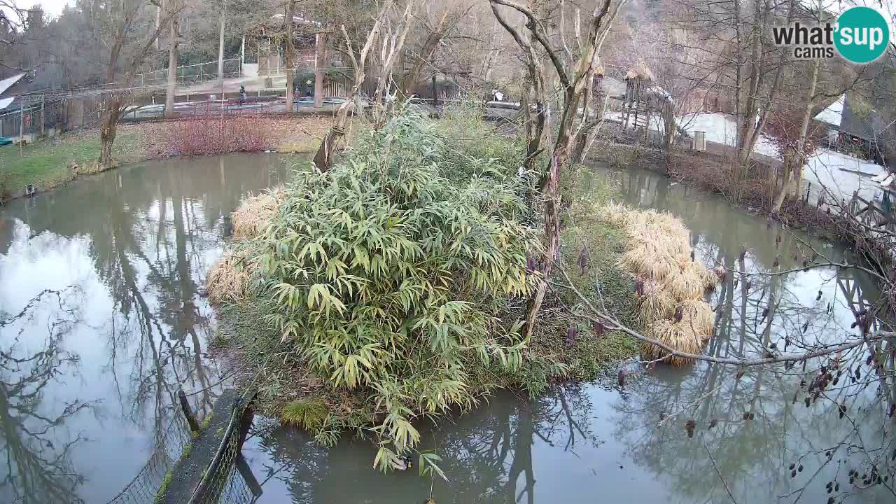 Yellow-cheeked gibbon Zoo Ljubljana livecam