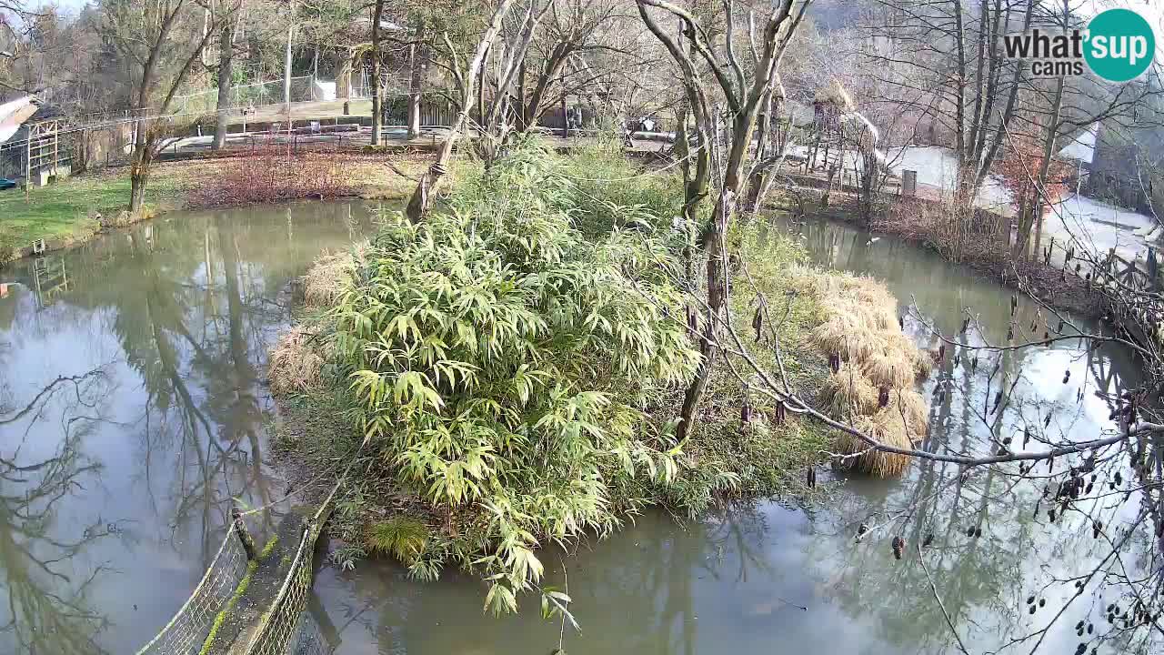 Yellow-cheeked gibbon Zoo Ljubljana livecam