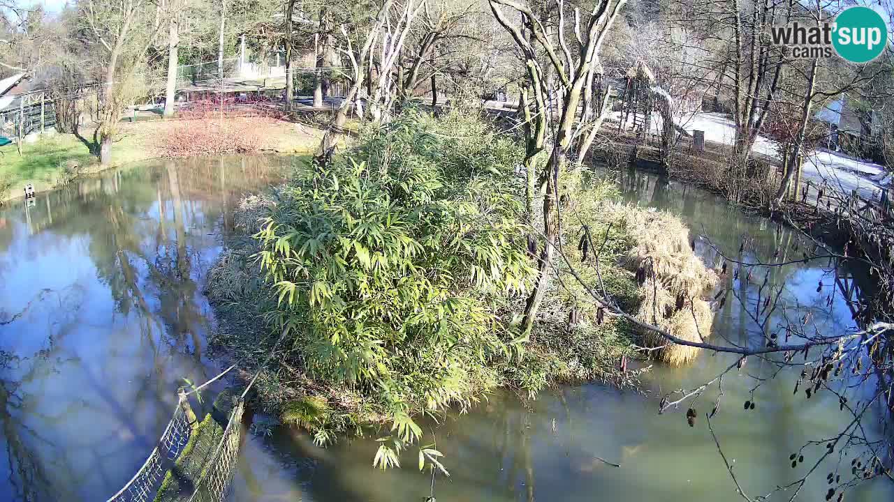 Südlicher Gelbwangen-Schopfgibbon Zoo Ljubljana webcam