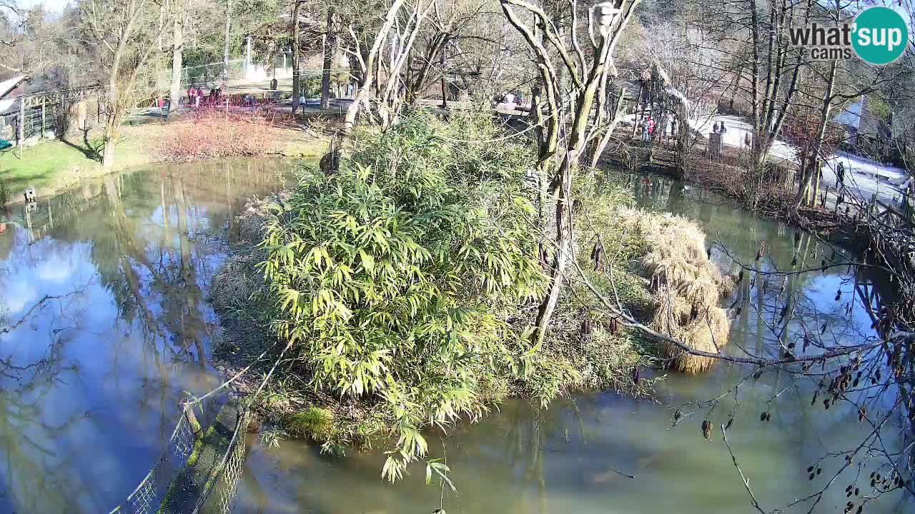 Yellow-cheeked gibbon Zoo Ljubljana livecam