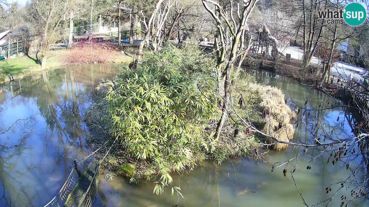 Yellow-cheeked gibbon Zoo Ljubljana livecam