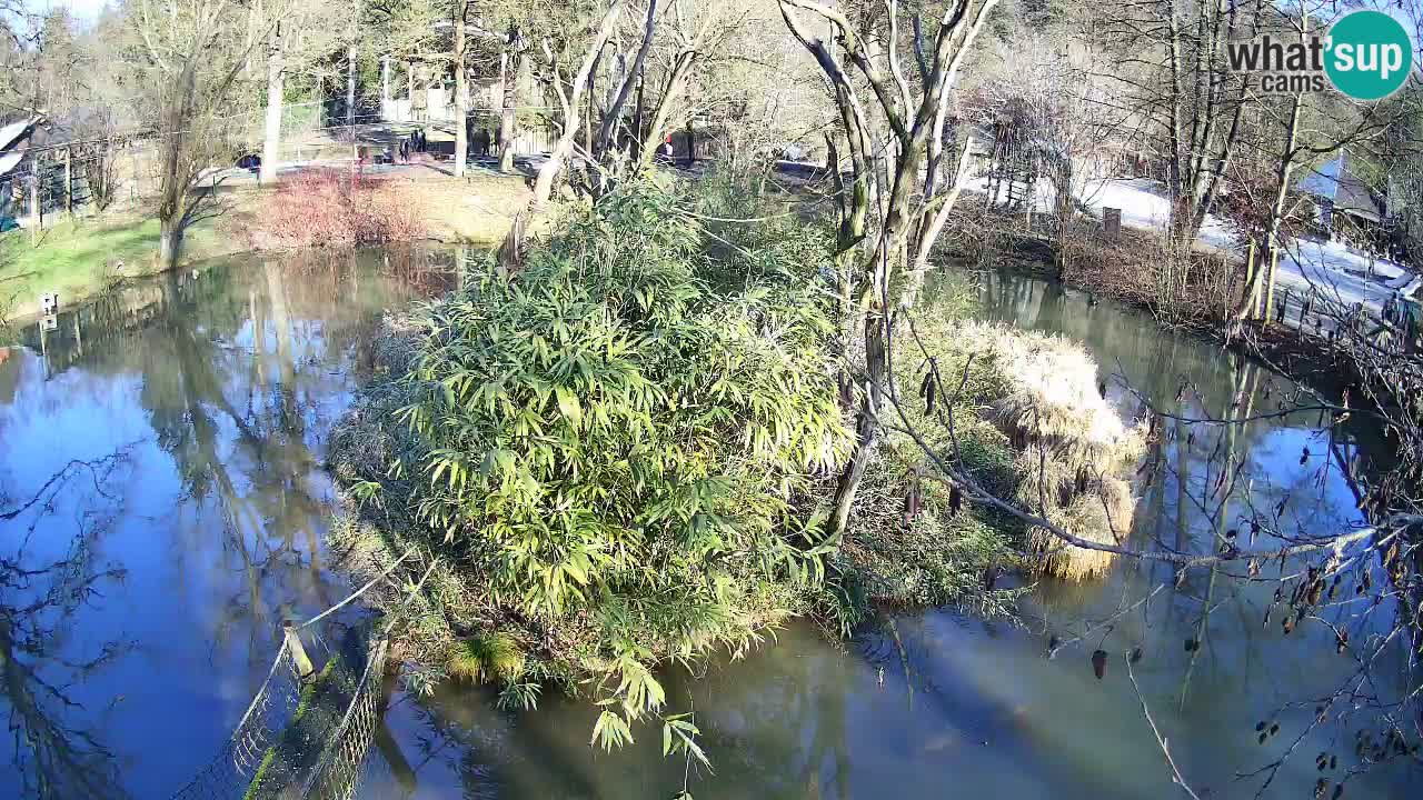 Yellow-cheeked gibbon Zoo Ljubljana livecam