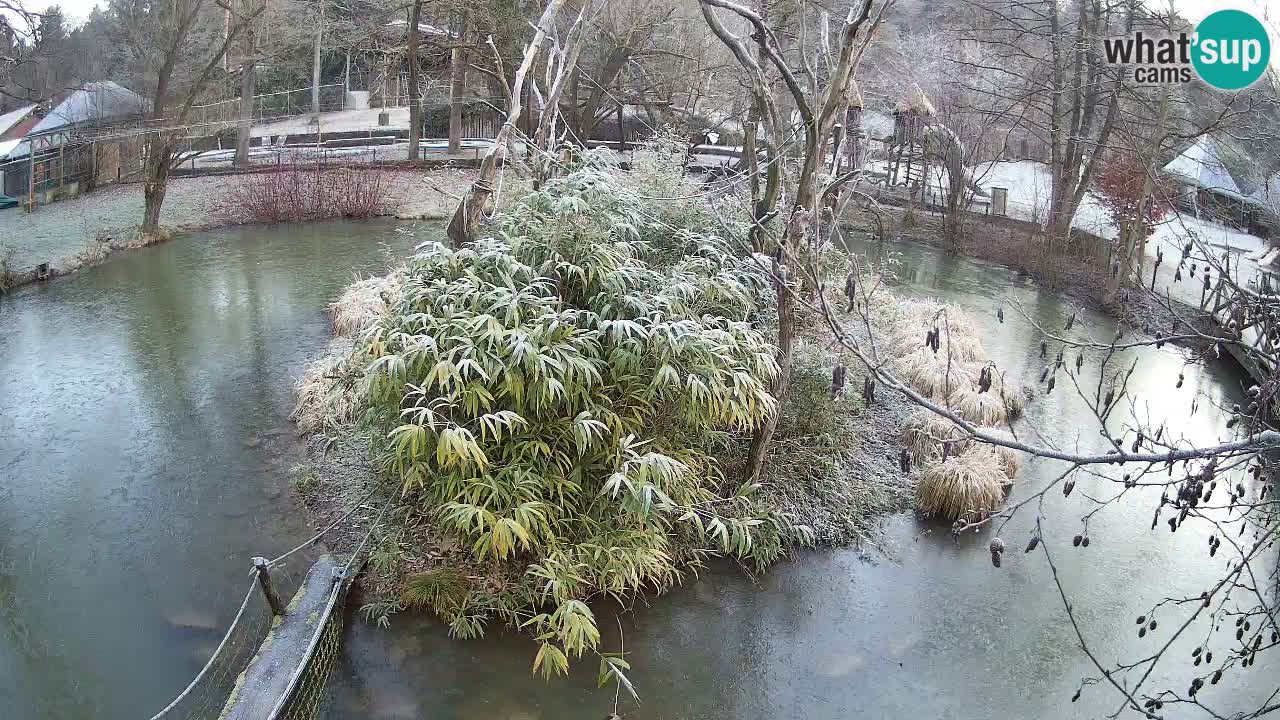 Yellow-cheeked gibbon Zoo Ljubljana livecam