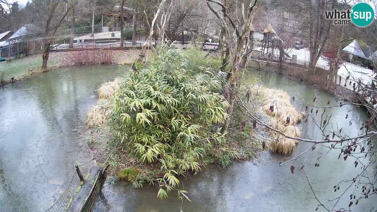 Gibon – Nomascus gabriellae – Zoo Ljubljana web kamera