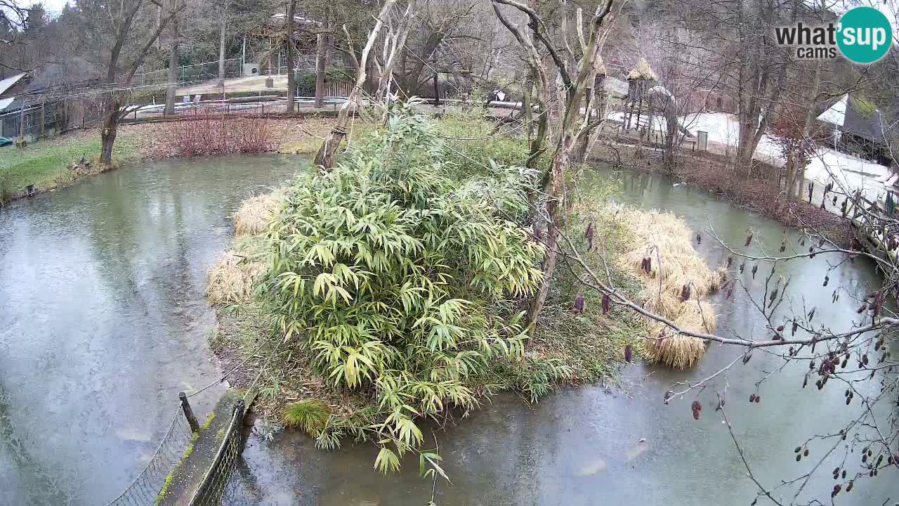 Yellow-cheeked gibbon Zoo Ljubljana livecam