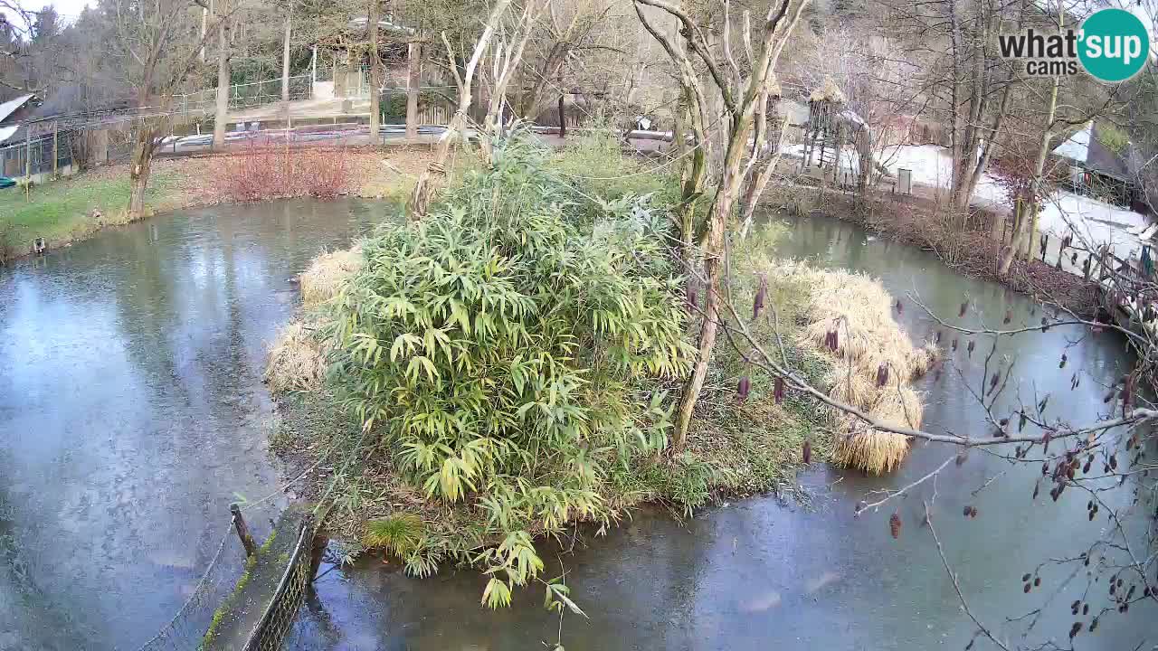 Yellow-cheeked gibbon Zoo Ljubljana livecam