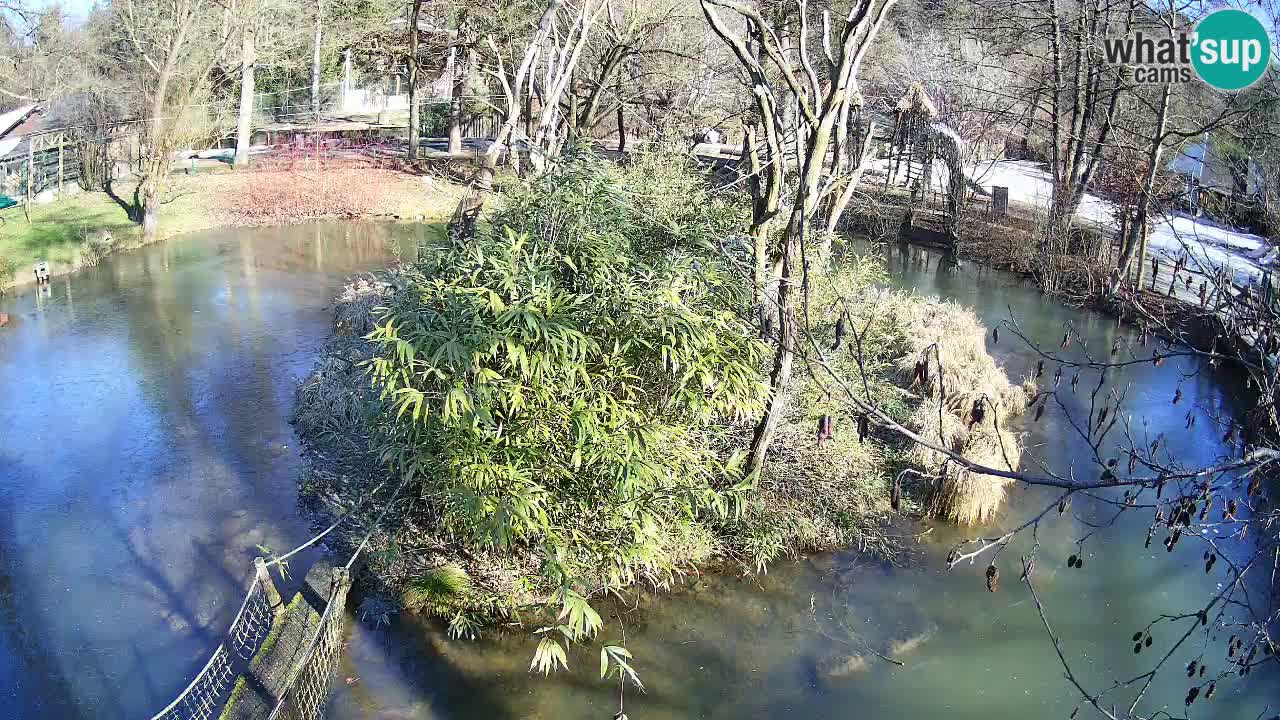 Yellow-cheeked gibbon Zoo Ljubljana livecam