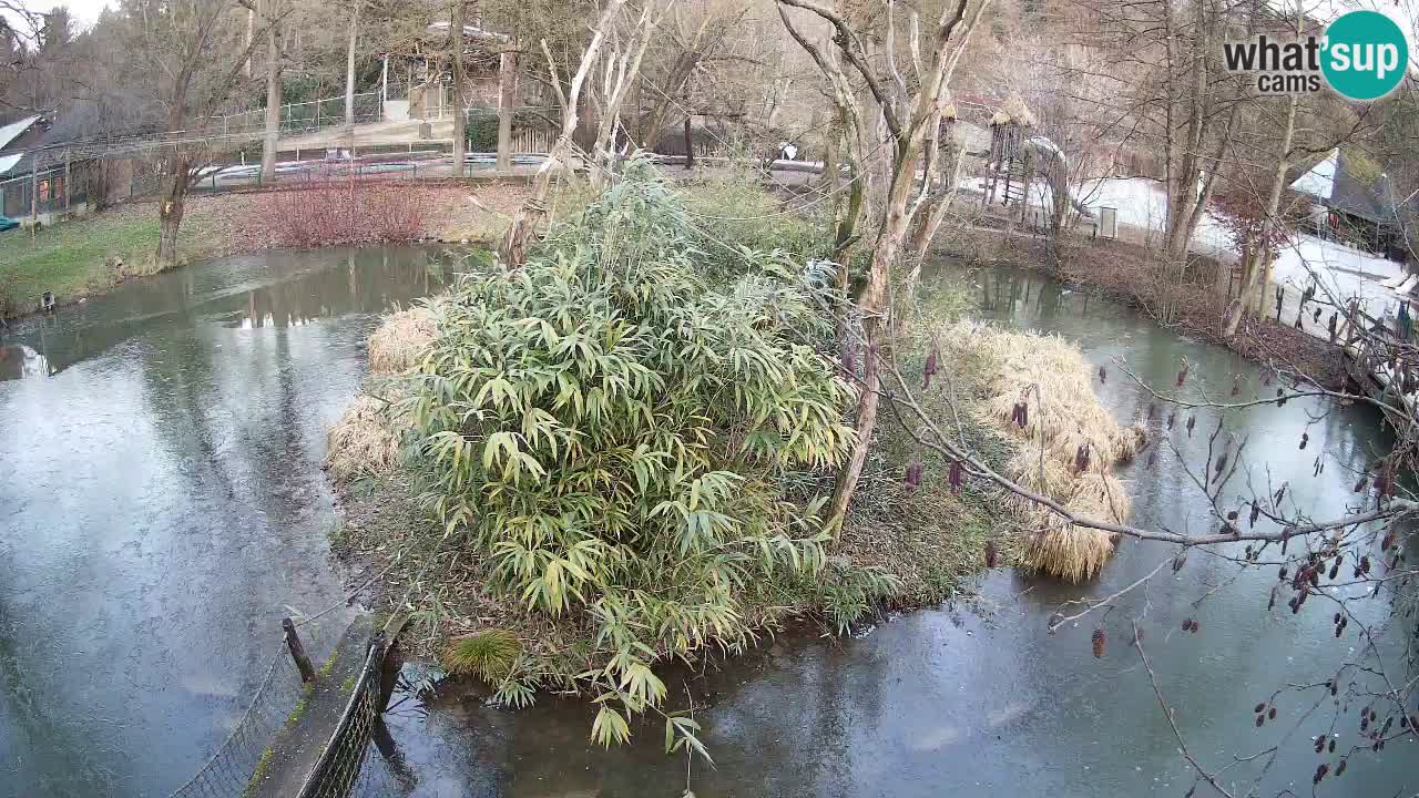 Yellow-cheeked gibbon Zoo Ljubljana livecam