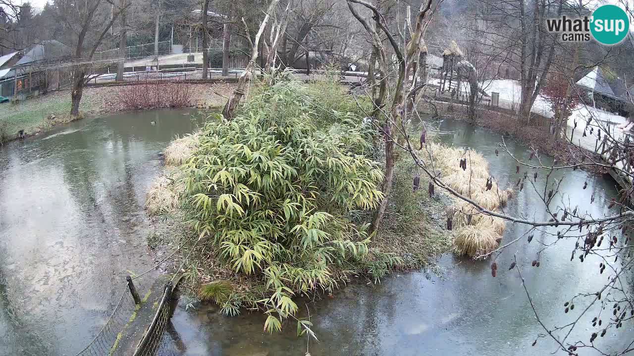 Yellow-cheeked gibbon Zoo Ljubljana livecam