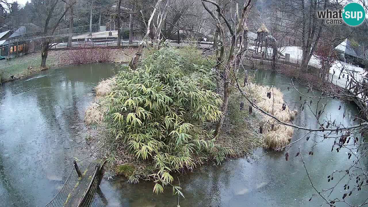 Yellow-cheeked gibbon Zoo Ljubljana livecam