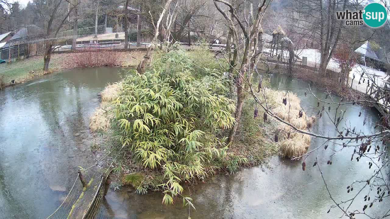 Yellow-cheeked gibbon Zoo Ljubljana livecam