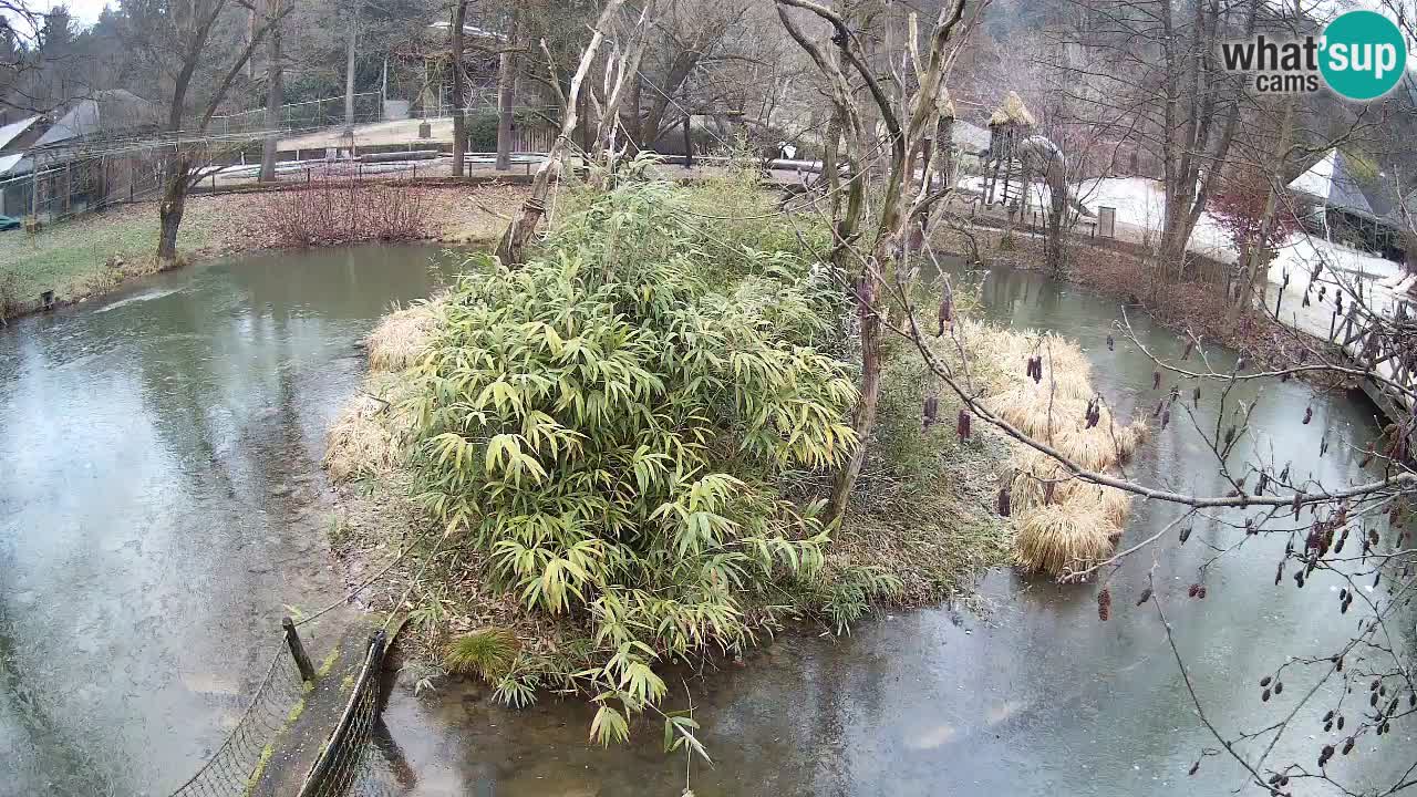 Yellow-cheeked gibbon Zoo Ljubljana livecam