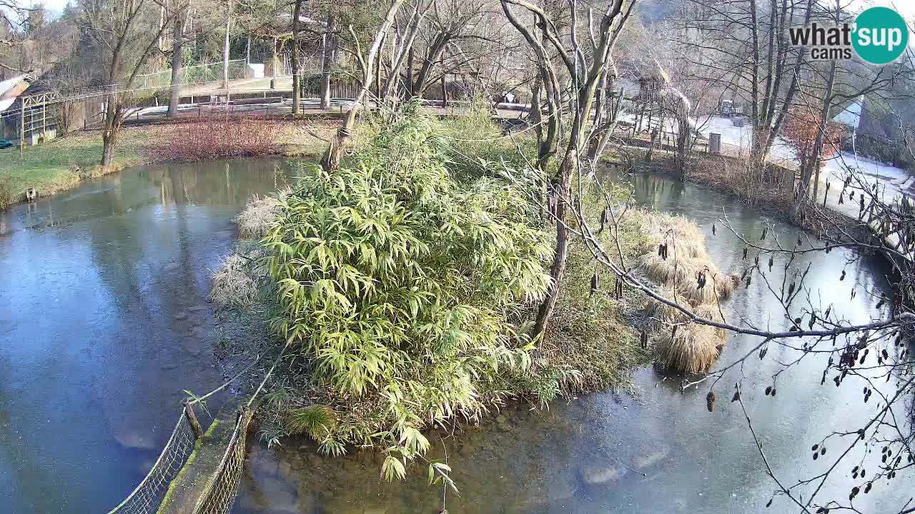 Yellow-cheeked gibbon Zoo Ljubljana livecam