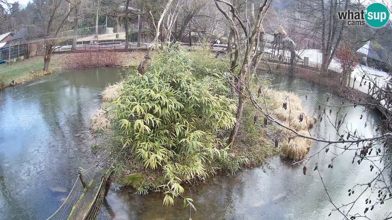 Yellow-cheeked gibbon Zoo Ljubljana livecam