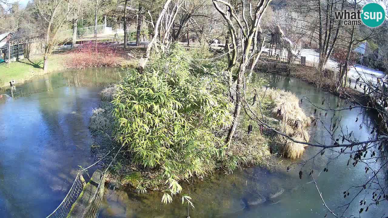 Yellow-cheeked gibbon Zoo Ljubljana livecam