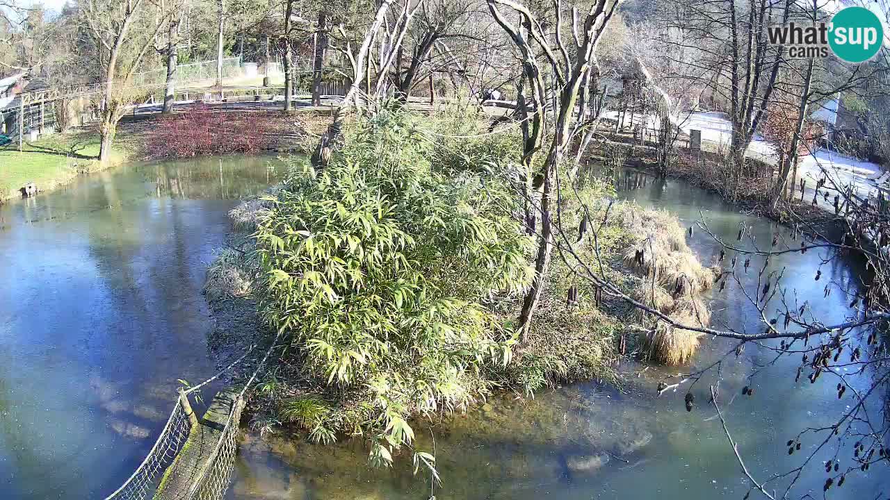 Yellow-cheeked gibbon Zoo Ljubljana livecam