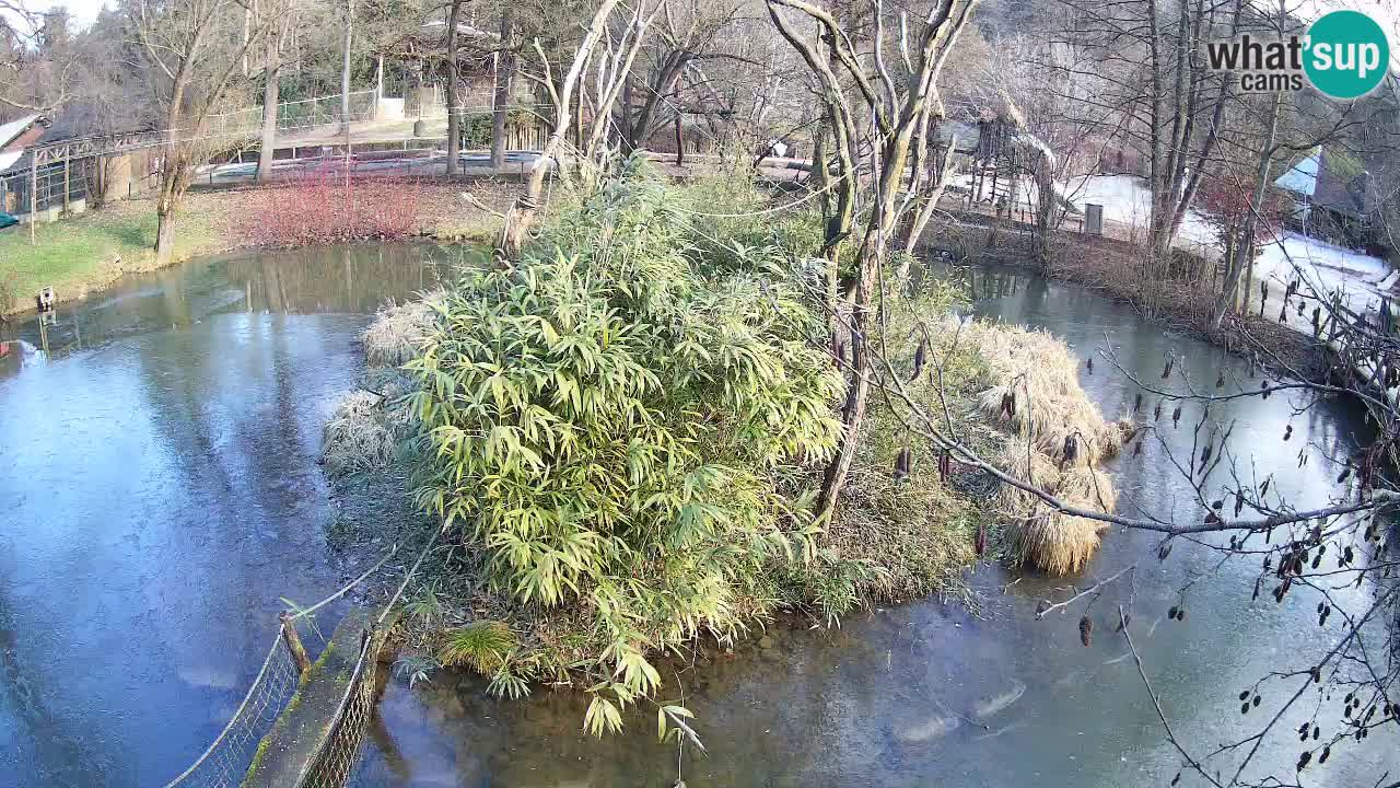 Yellow-cheeked gibbon Zoo Ljubljana livecam