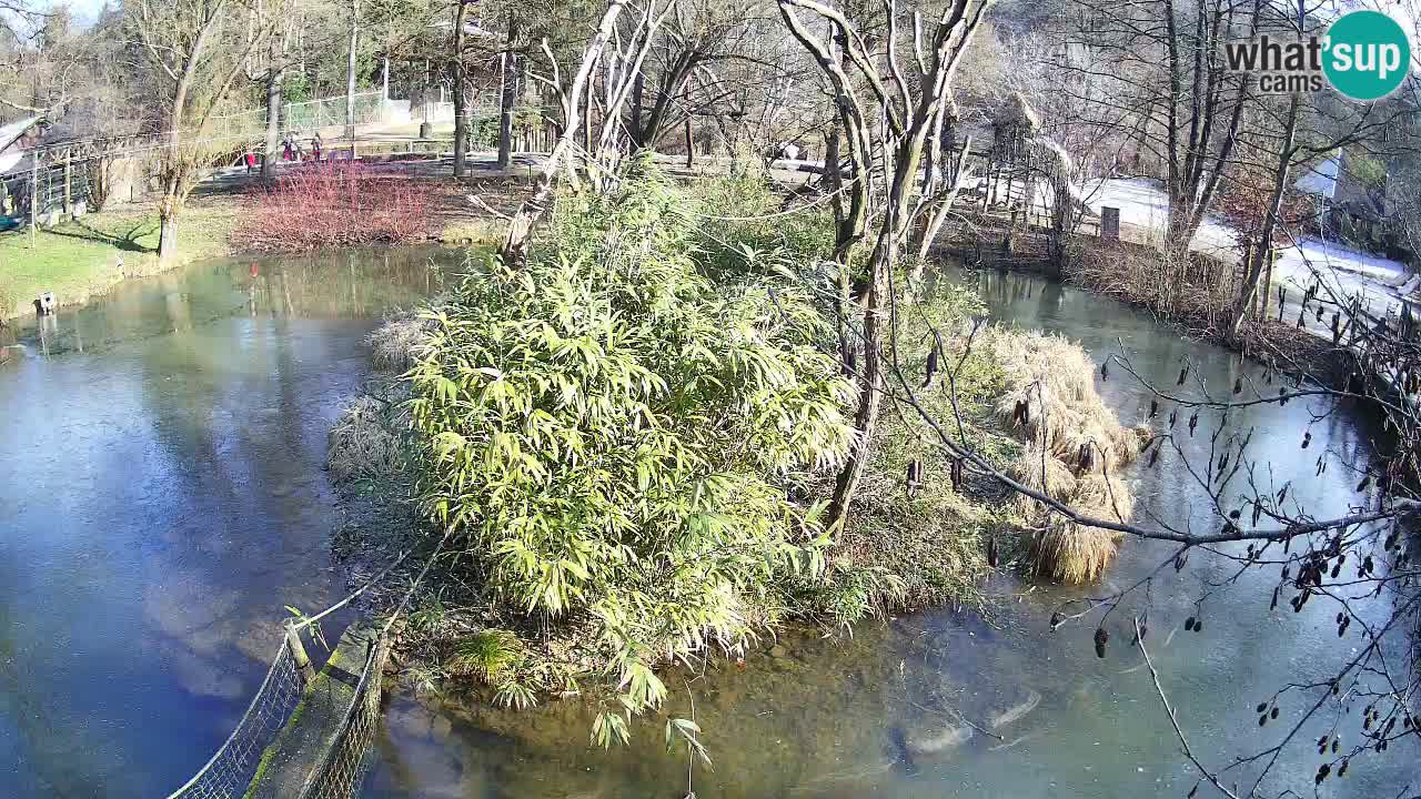 Yellow-cheeked gibbon Zoo Ljubljana livecam