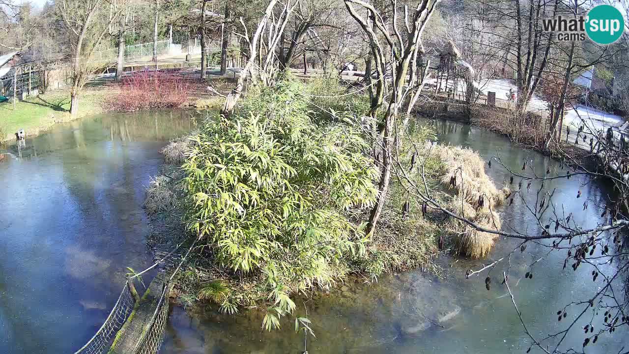 Yellow-cheeked gibbon Zoo Ljubljana livecam