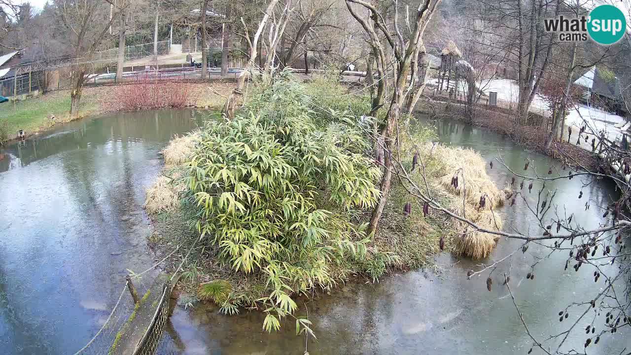 Yellow-cheeked gibbon Zoo Ljubljana livecam