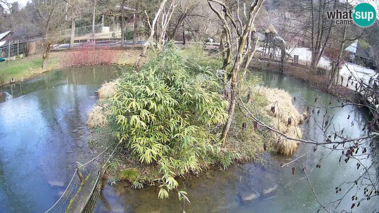 Yellow-cheeked gibbon Zoo Ljubljana livecam