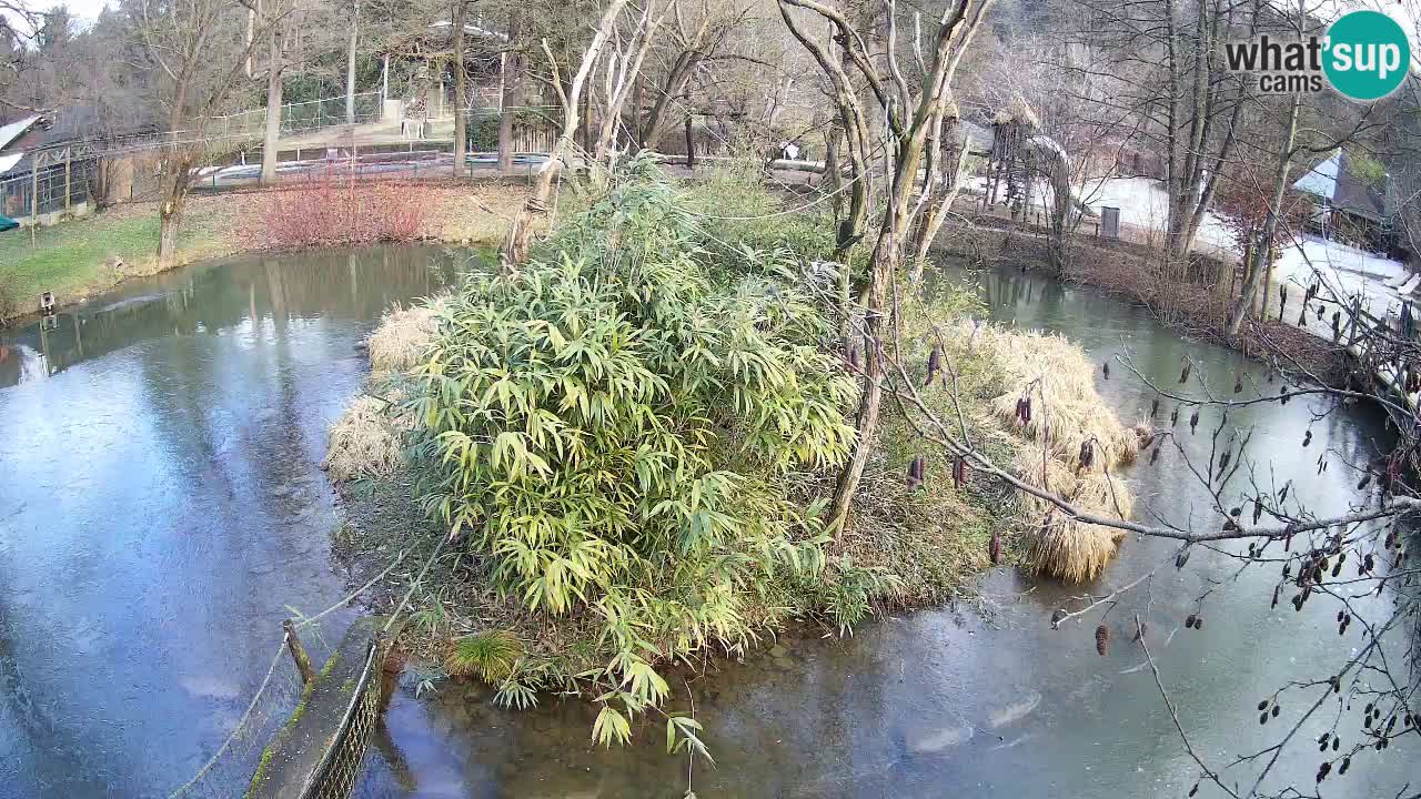 Yellow-cheeked gibbon Zoo Ljubljana livecam