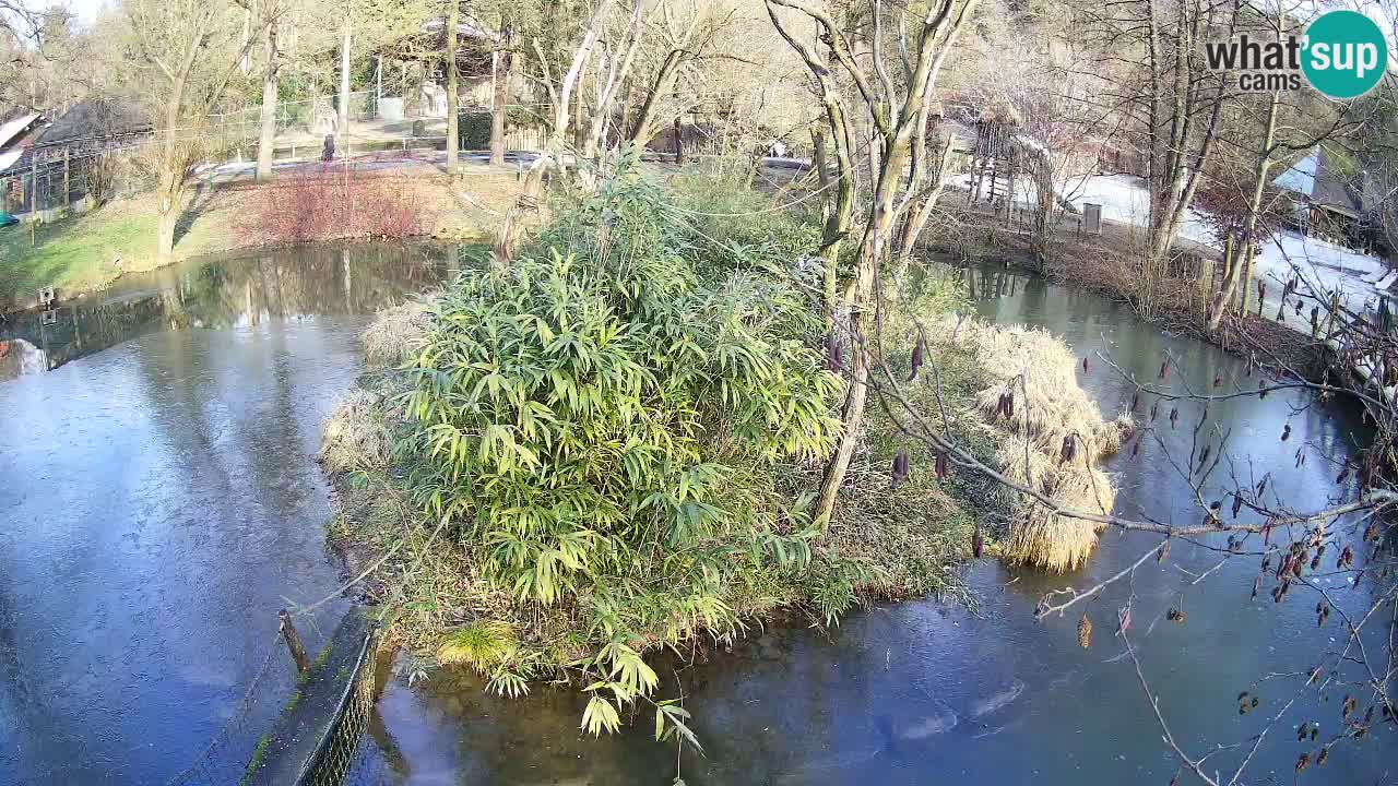 Yellow-cheeked gibbon Zoo Ljubljana livecam