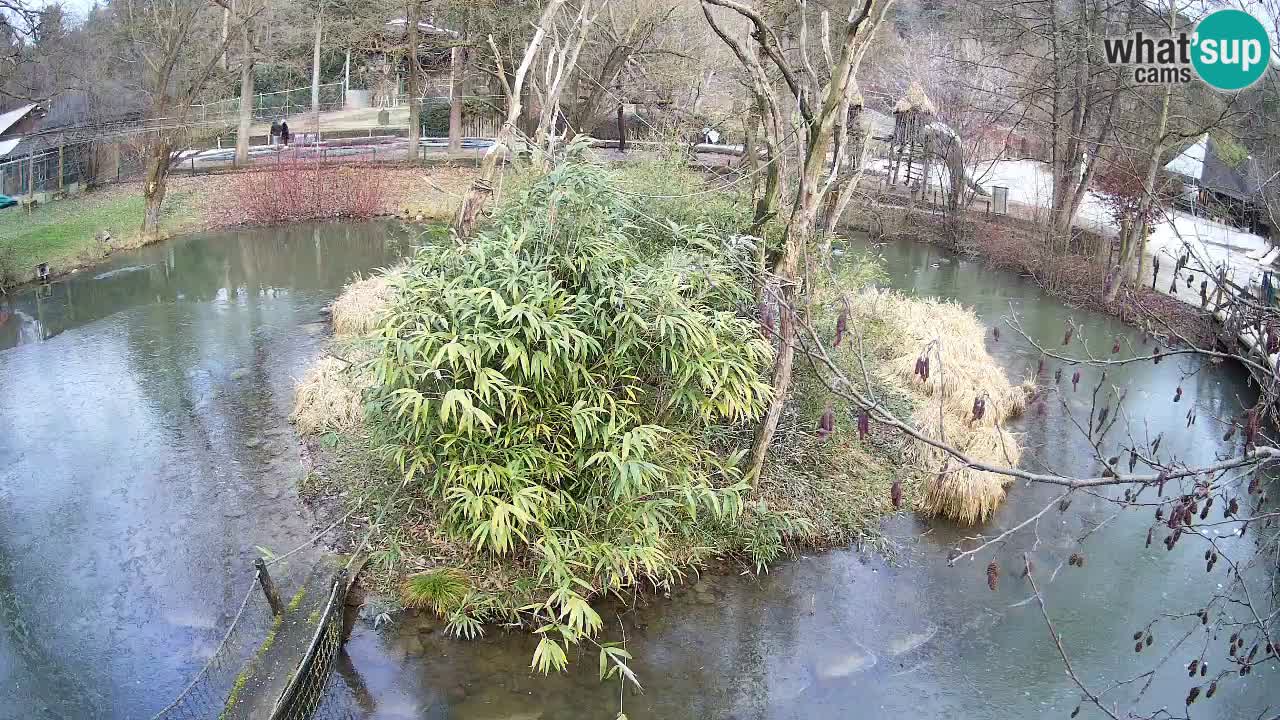 Yellow-cheeked gibbon Zoo Ljubljana livecam