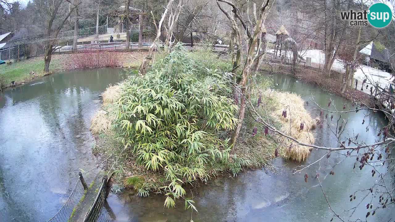 Yellow-cheeked gibbon Zoo Ljubljana livecam