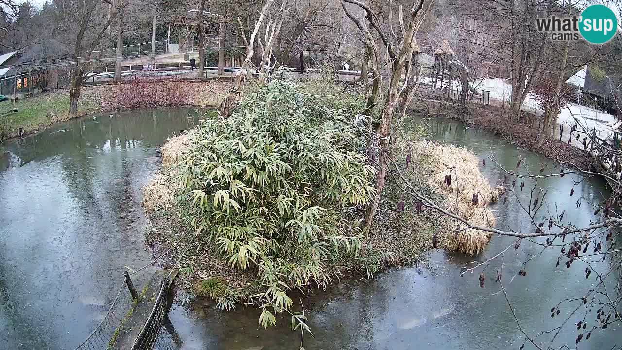 Yellow-cheeked gibbon Zoo Ljubljana livecam