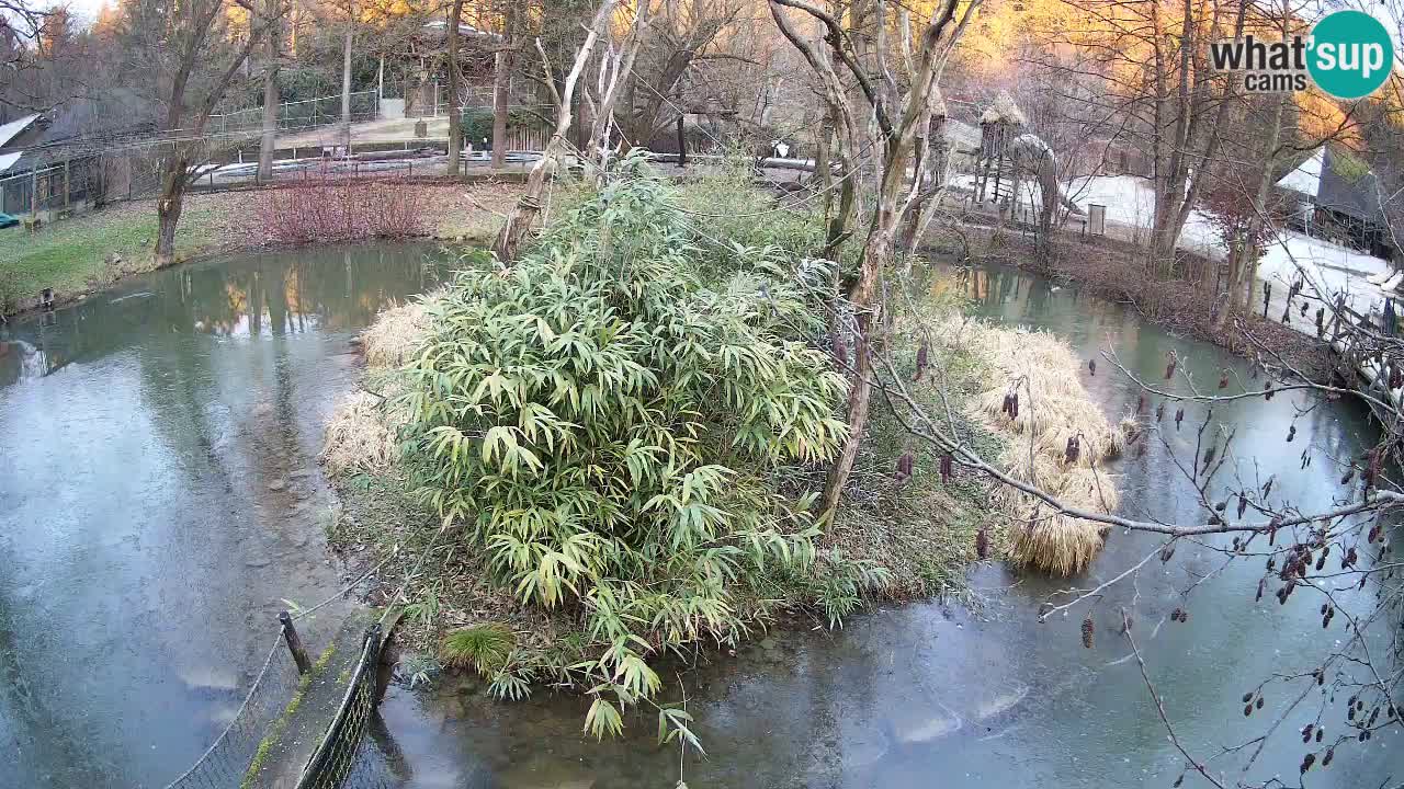 Yellow-cheeked gibbon Zoo Ljubljana livecam