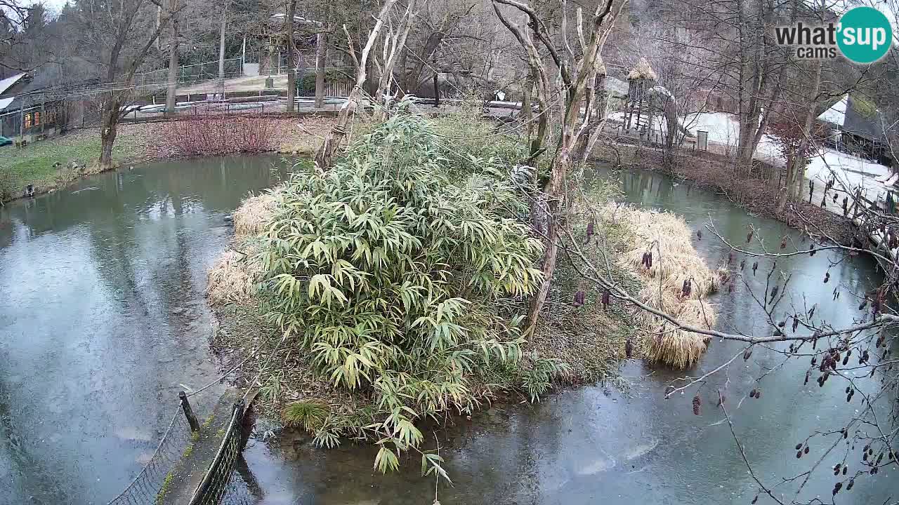 Yellow-cheeked gibbon Zoo Ljubljana livecam