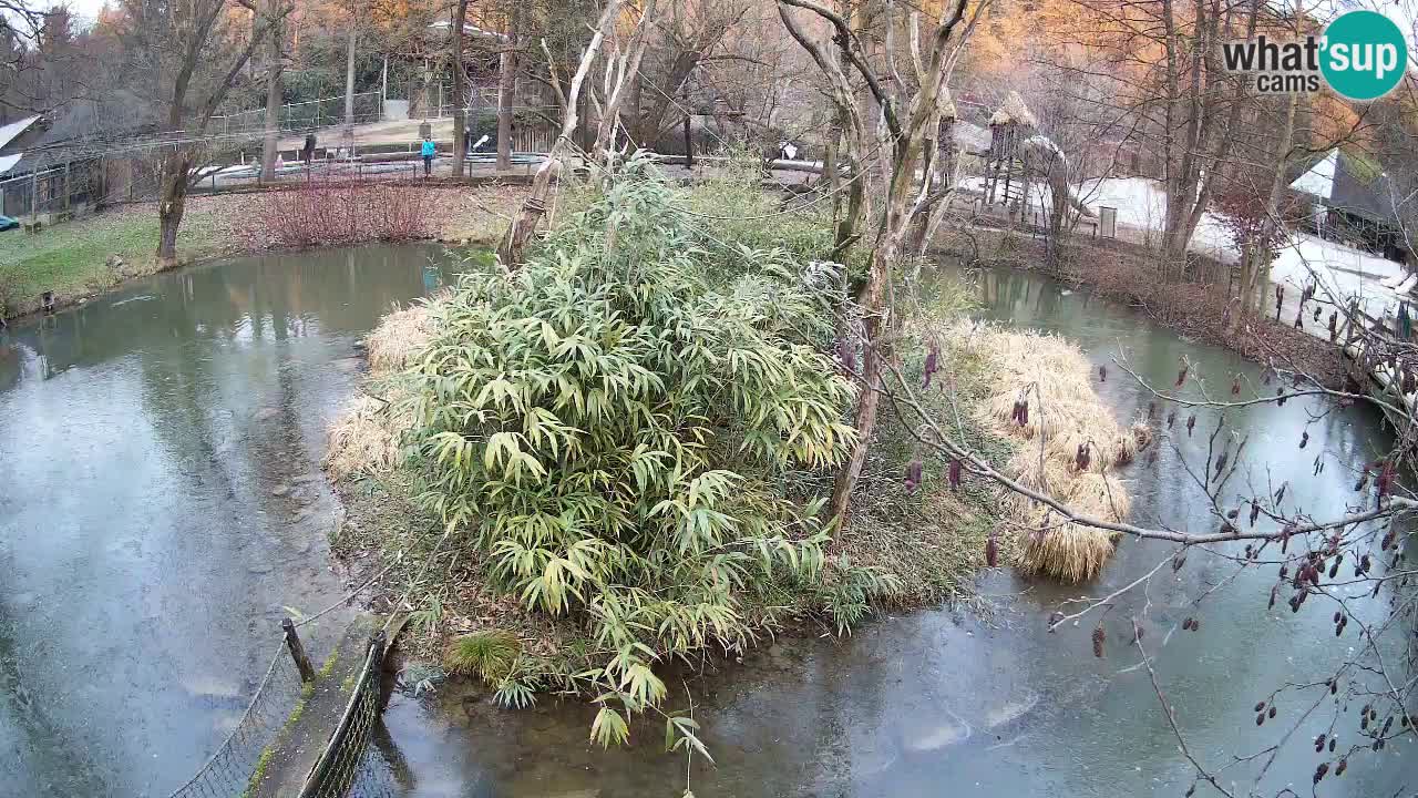 Gibon – Nomascus gabriellae – Zoo Ljubljana web kamera