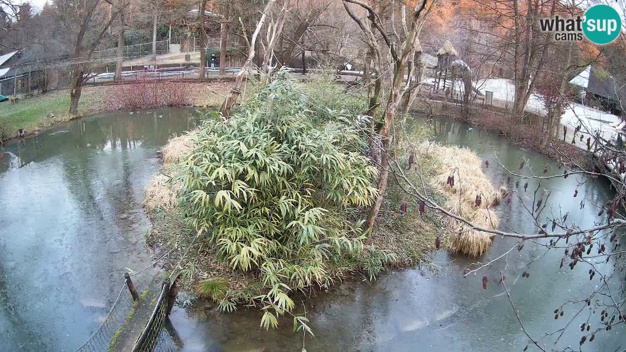 Gibón de mejillas beige Zoo Ljubljana