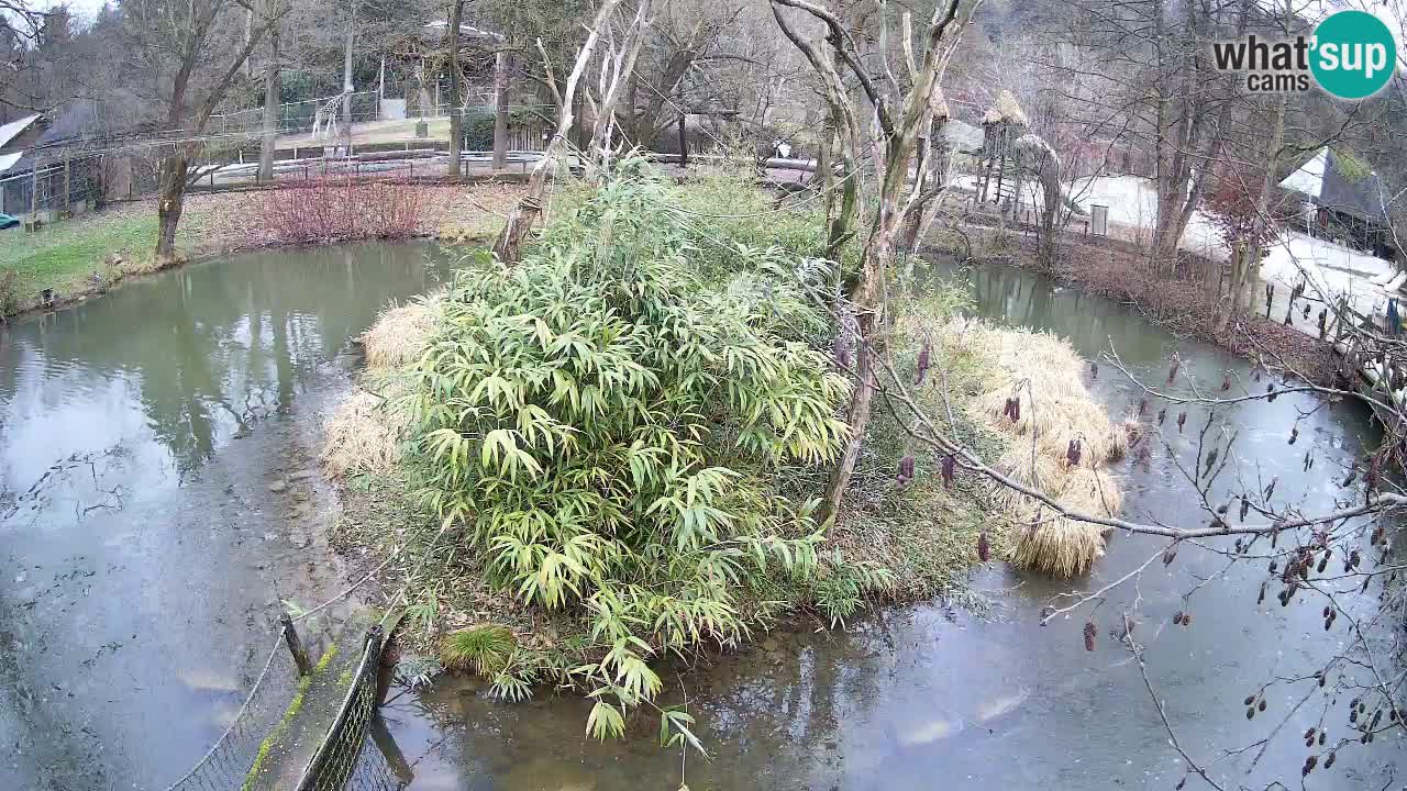 Gibon – Nomascus gabriellae – Zoo Ljubljana web kamera