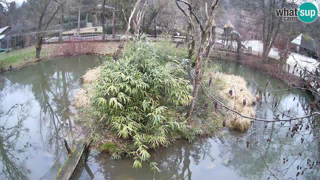 Yellow-cheeked gibbon Zoo Ljubljana livecam