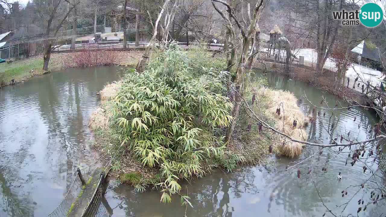 Gibon – Nomascus gabriellae – Zoo Ljubljana web kamera