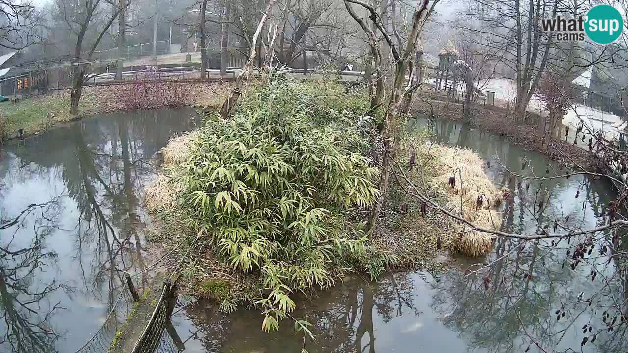 Gibon – Nomascus gabriellae – Zoo Ljubljana web kamera