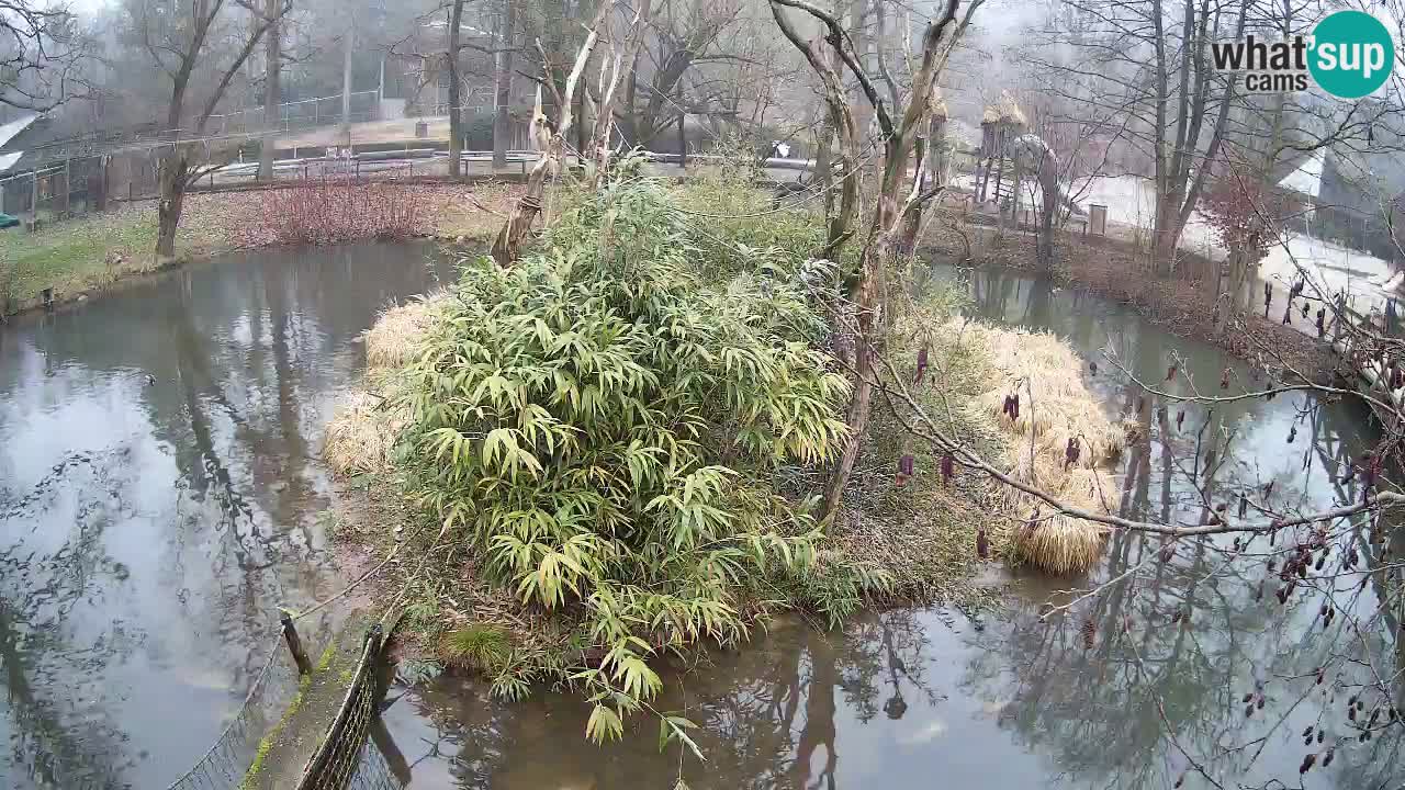 Südlicher Gelbwangen-Schopfgibbon Zoo Ljubljana webcam