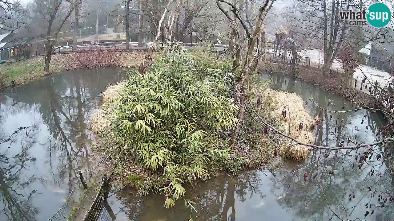 Yellow-cheeked gibbon Zoo Ljubljana livecam