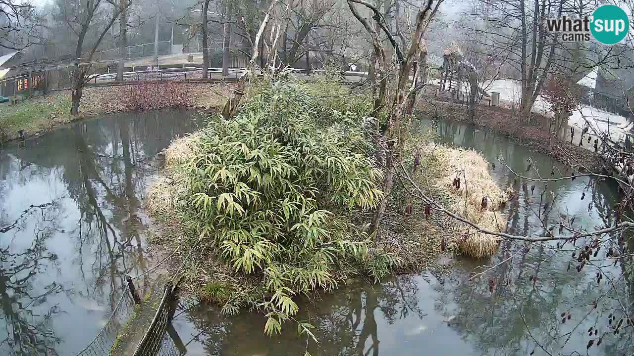 Gibon – Nomascus gabriellae – Zoo Ljubljana web kamera