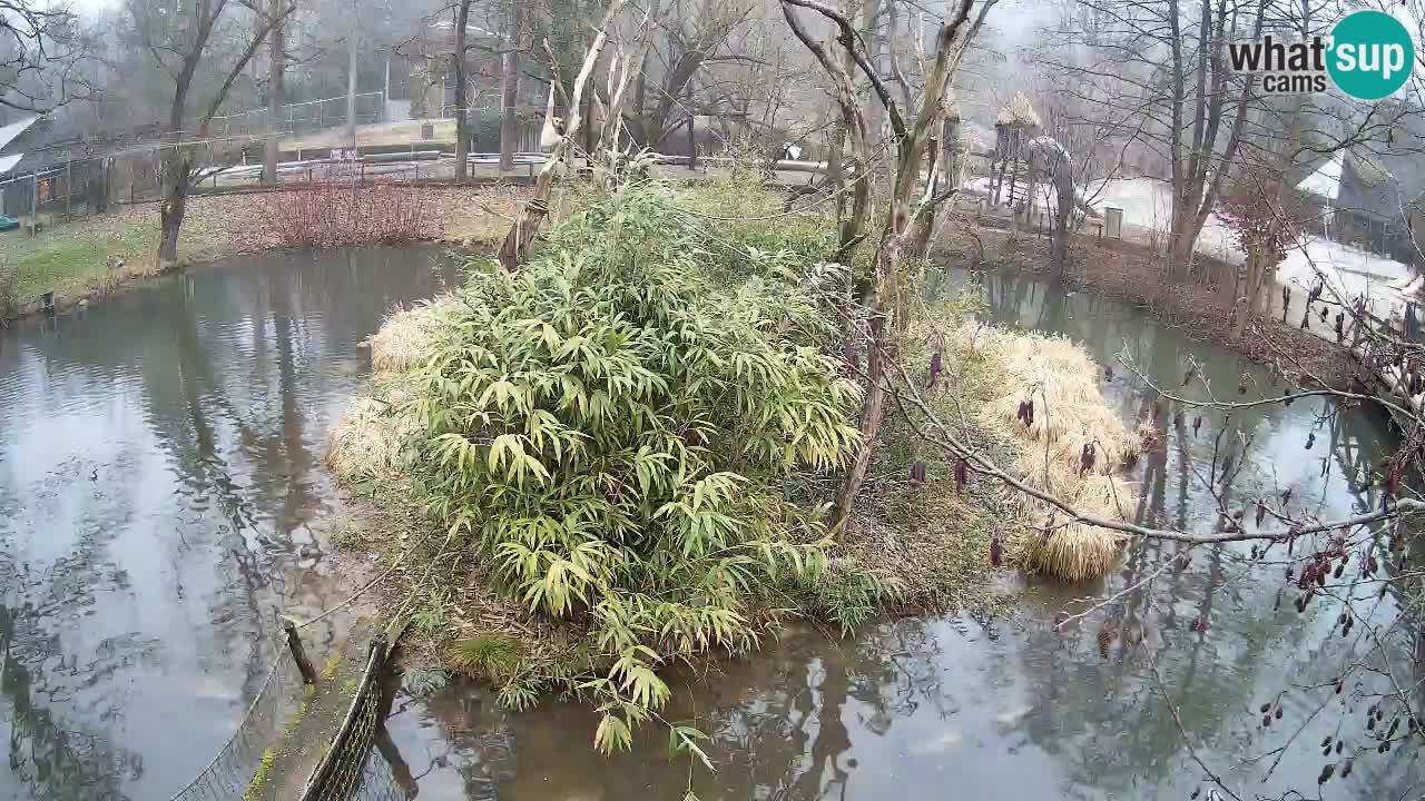 Gibon – Nomascus gabriellae – Zoo Ljubljana web kamera