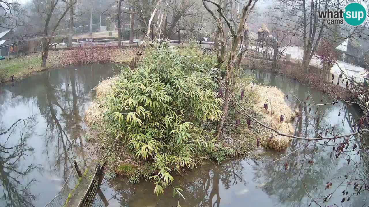 Yellow-cheeked gibbon Zoo Ljubljana livecam