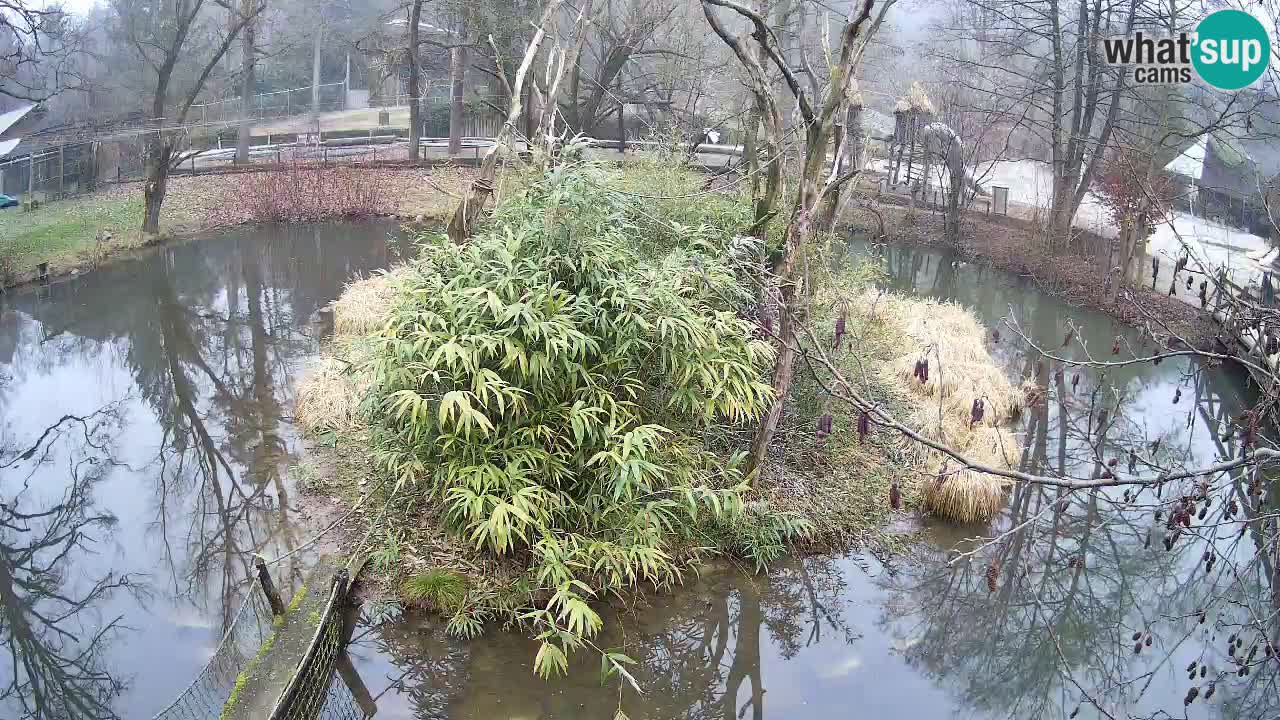 Gibbon à joues jaunes Zoo Ljubljana live cam