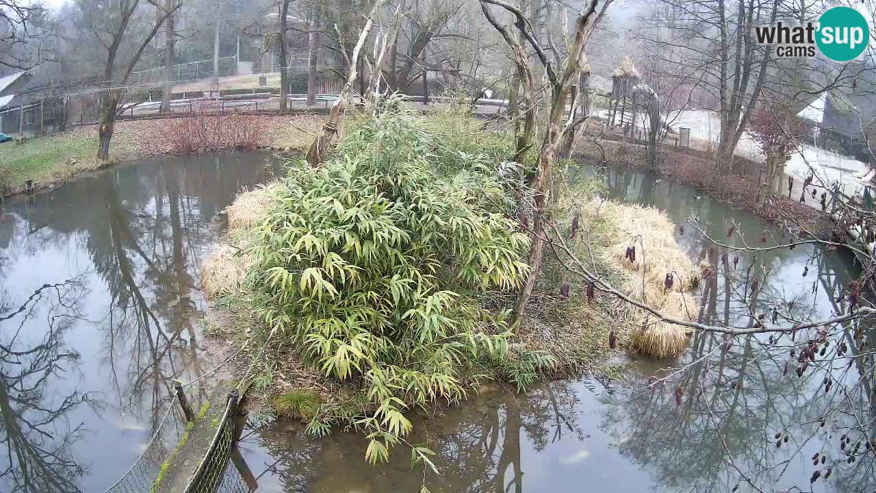 Südlicher Gelbwangen-Schopfgibbon Zoo Ljubljana webcam