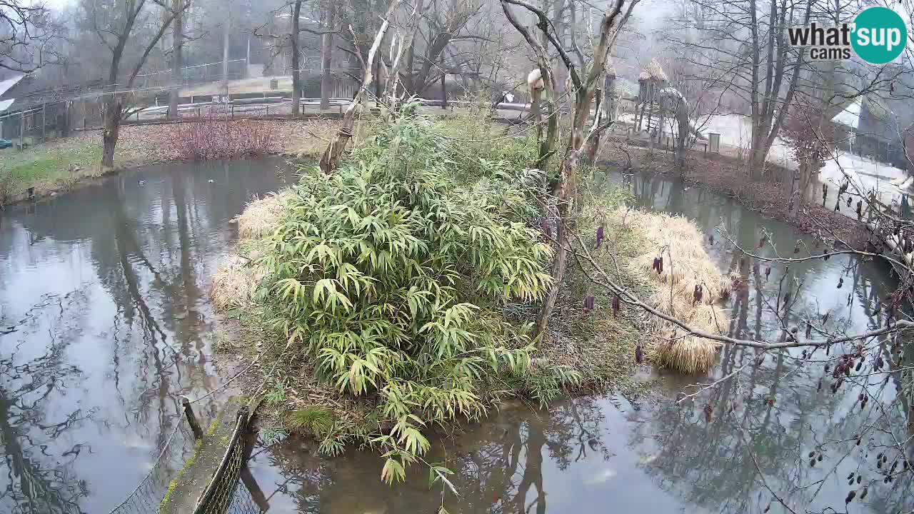 Gibon – Nomascus gabriellae – Zoo Ljubljana web kamera