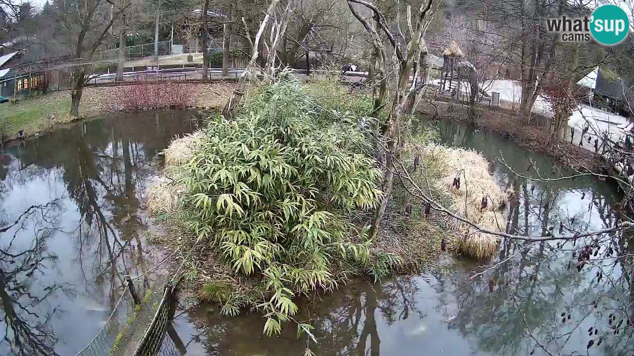 Gibbon à joues jaunes Zoo Ljubljana live cam