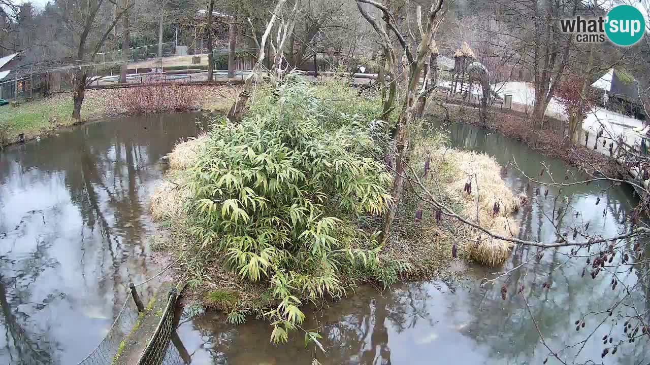 Gibon – Nomascus gabriellae – Zoo Ljubljana web kamera