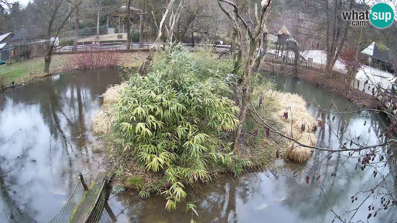 Gibon – Nomascus gabriellae – Zoo Ljubljana web kamera