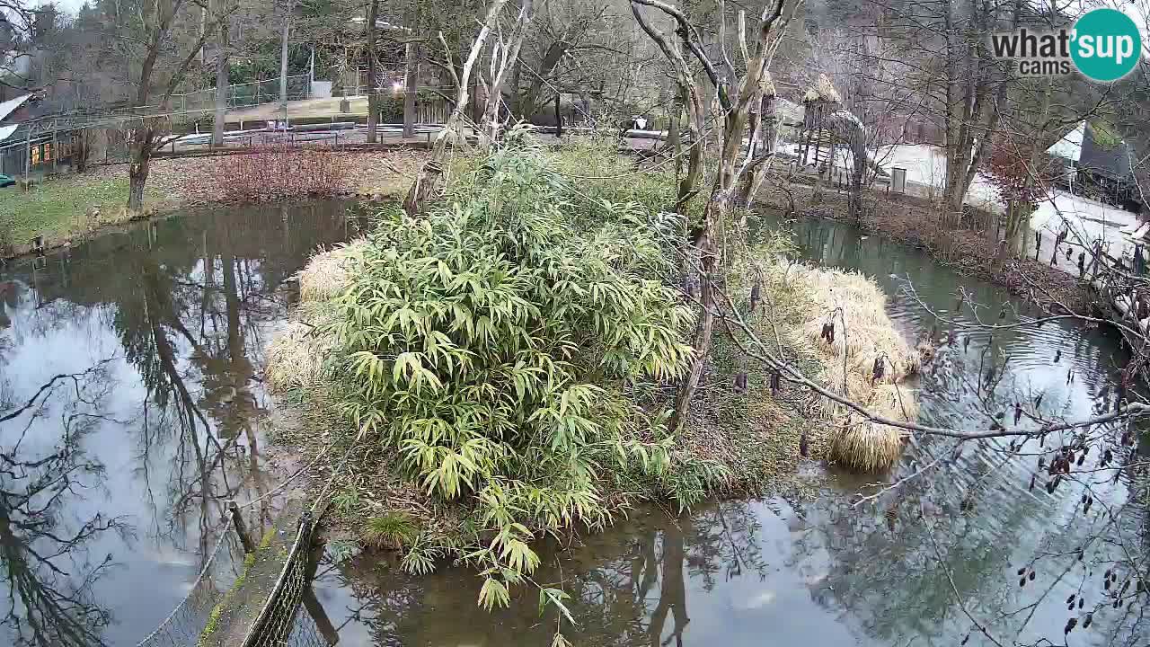 Gibon – Nomascus gabriellae – Zoo Ljubljana web kamera